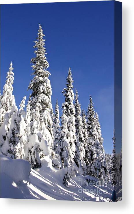 Photography Canvas Print featuring the photograph Flocked Forest by Sean Griffin