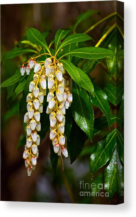 Pieris Japonica Canvas Print featuring the photograph Floral Hanging Lanterns from Japan by Byron Varvarigos