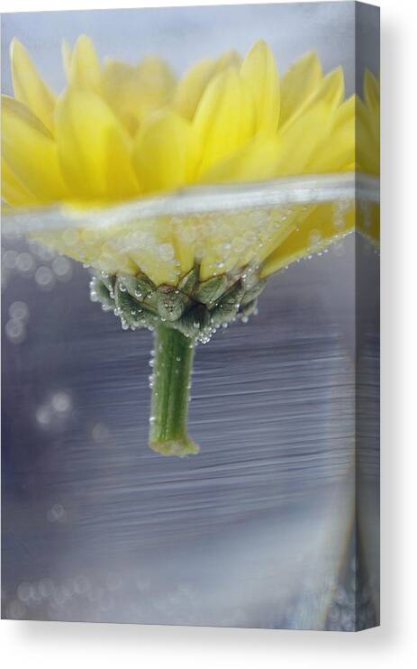 Yellow Canvas Print featuring the photograph Flower Afloat by Adria Trail