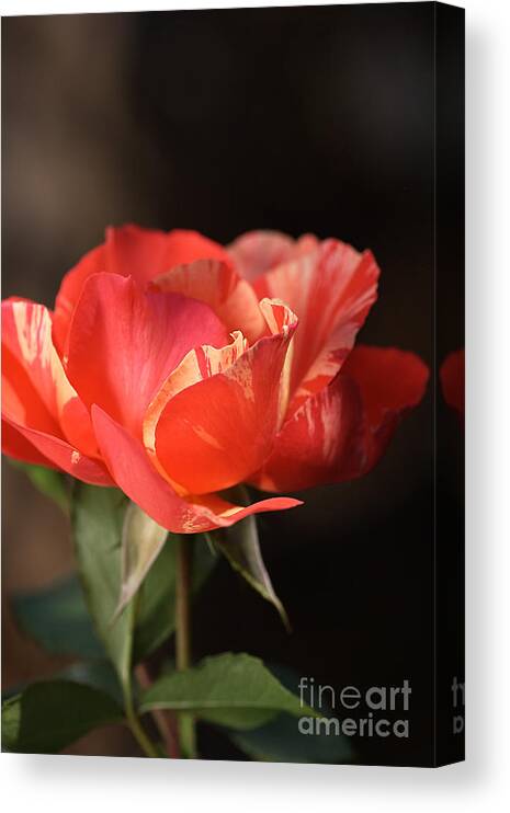 Heirloom Roses Canvas Print featuring the photograph Flower-tri Toned-rose by Joy Watson