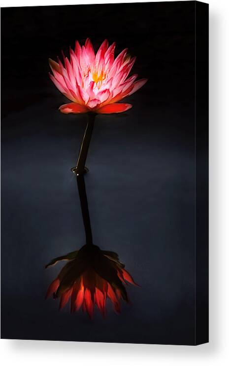 Pink Flower Canvas Print featuring the photograph Flower - Water Lily - Nymphaea Jack Wood - Reflection by Mike Savad