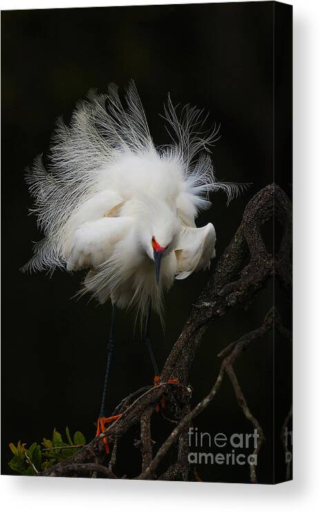 White Canvas Print featuring the photograph Fluffed Snowy Egret by Jane Axman