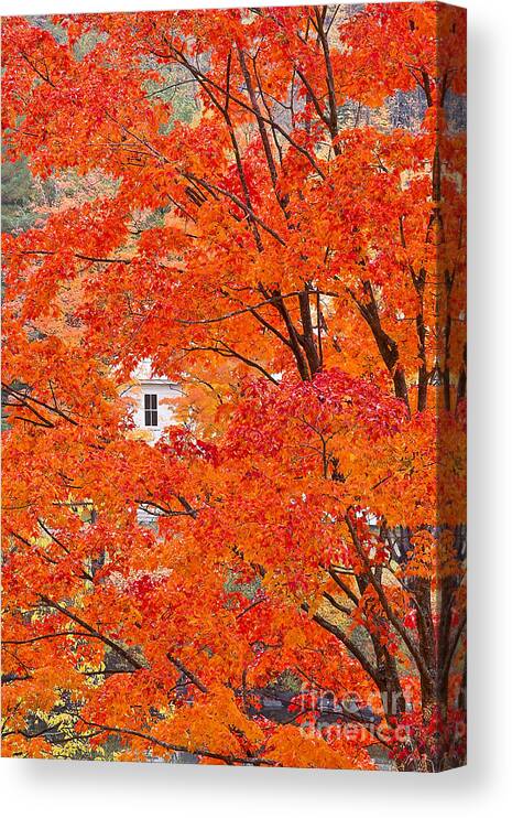 Fall Canvas Print featuring the photograph Foliage Window by Alan L Graham