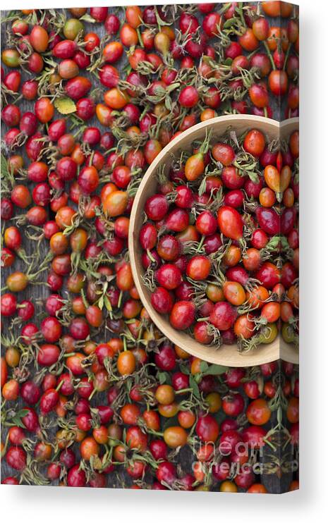 Rosa Rubiginosa Canvas Print featuring the photograph Foraged Rose Hips by Tim Gainey