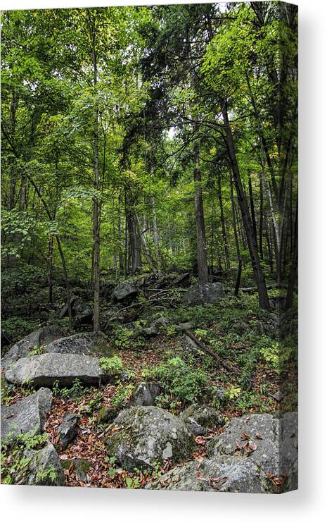 Great Smokey Mountains National Park Canvas Print featuring the photograph Forest Peace and Tranquility by Kathy Clark