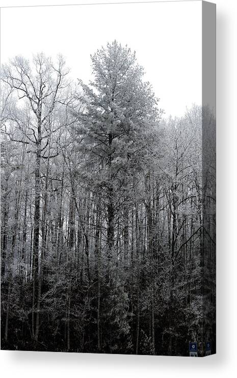 Landscape Canvas Print featuring the photograph Forest With Freezing Fog by Daniel Reed