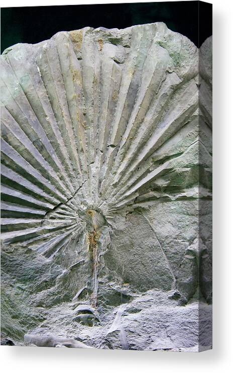 Chamaerops Canvas Print featuring the photograph Fossilised Chamaerops Palm by Mark Williamson/science Photo Library