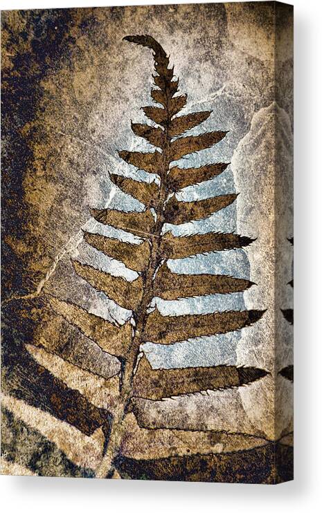 Fern Canvas Print featuring the photograph Fossilized Fern by Carol Leigh