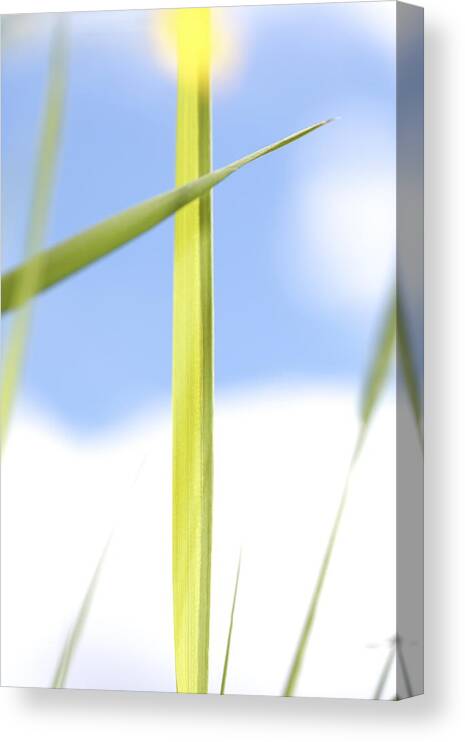 Abstract Canvas Print featuring the photograph Fresh green grass by Ulrich Kunst And Bettina Scheidulin