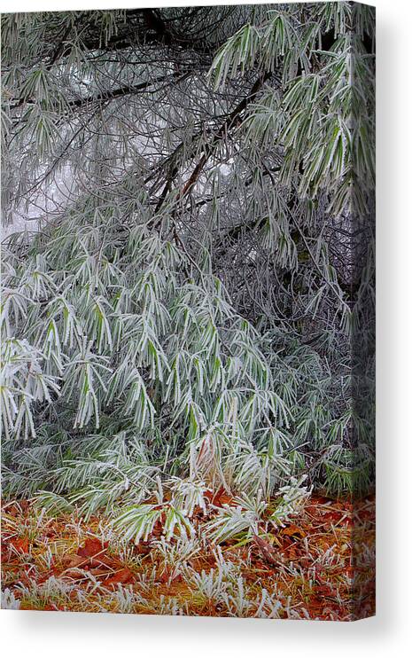 Frosted Pine Canvas Print featuring the photograph Frosted Pines On The Ground by Michael Eingle