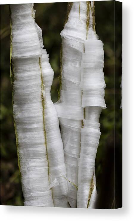 Ice Canvas Print featuring the photograph Frostweed Ice Curls by Steven Schwartzman