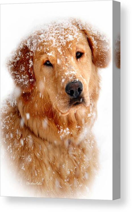 Golden Retriever Canvas Print featuring the photograph Frosty Mug by Christina Rollo