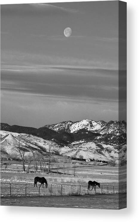 Horse Canvas Print featuring the photograph Full Moon on the CO Front Range BW by James BO Insogna