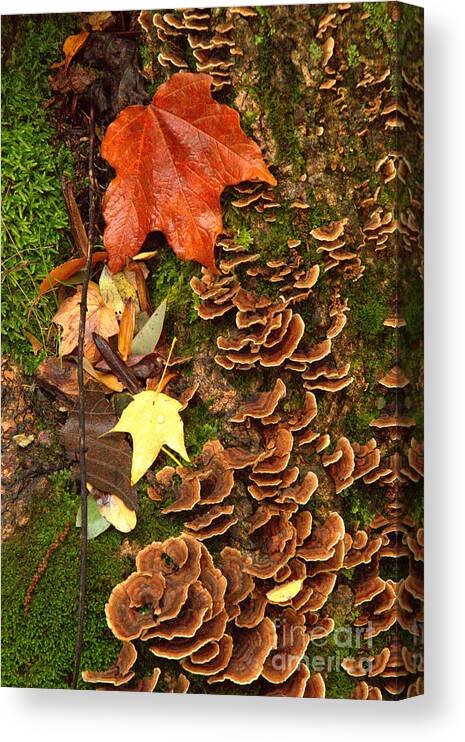 Fungi Canvas Print featuring the photograph Fungi by Jim McCain
