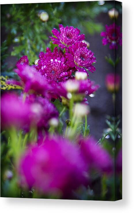 Fuschia Mums Canvas Print featuring the photograph Fuschia Mums 1 by The Ecotone