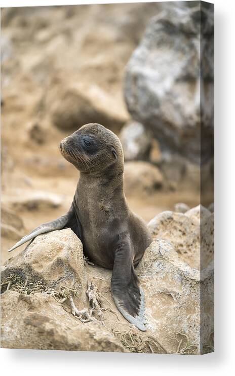 Tui De Roy Canvas Print featuring the photograph Galapagos Sea Lion Pup Champion Islet by Tui De Roy