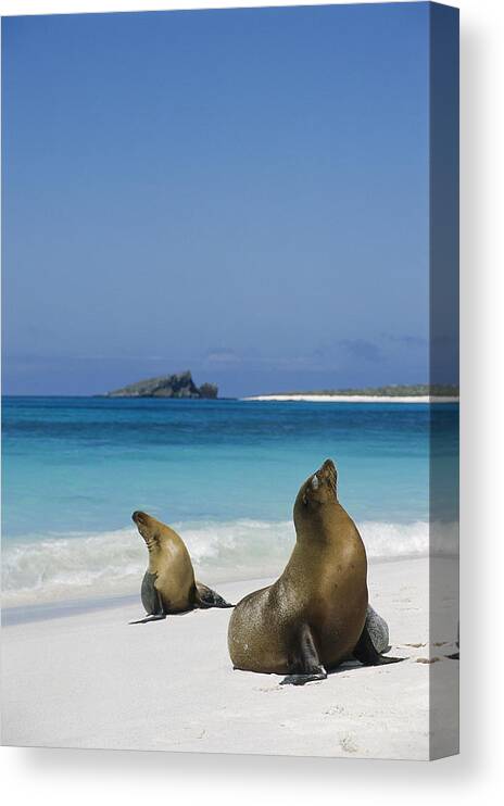 Feb0514 Canvas Print featuring the photograph Galapagos Sea Lions On Beach Galapagos by Tui De Roy