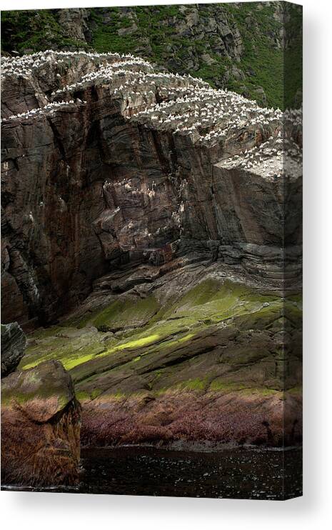 Tranquility Canvas Print featuring the photograph Gannet Colony Morus Bassanus by Thierry Dosogne