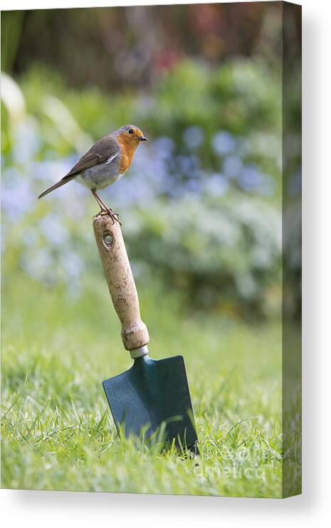 Robin Canvas Print featuring the photograph Gardeners Friend by Tim Gainey