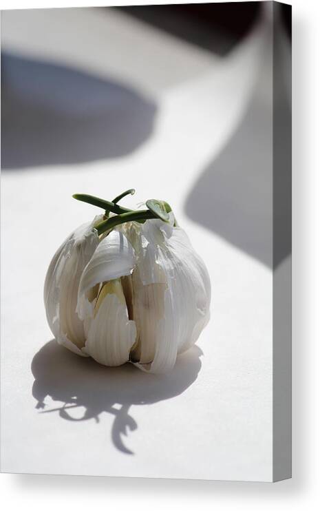 Garlic Canvas Print featuring the photograph Garlic Clove by Carrie Godwin