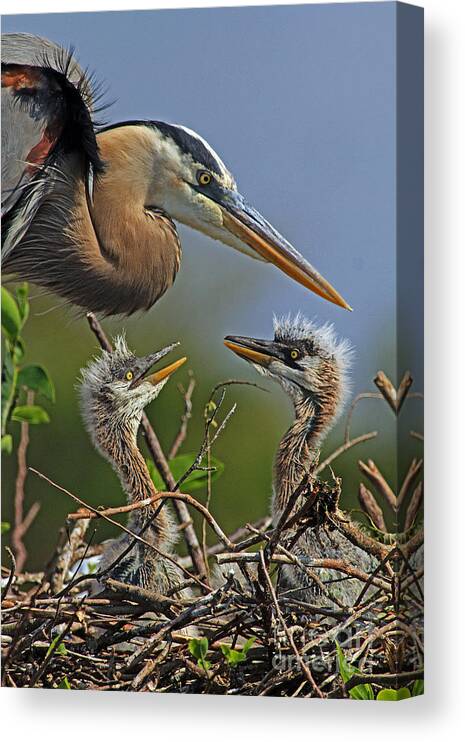 Great Blue Heron Canvas Print featuring the photograph Great Blue Heron Twins by Larry Nieland