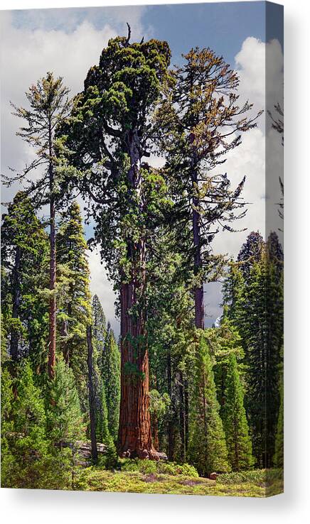 Sequoia Tree Canvas Print featuring the photograph General Grant Sequoia Tree, Kings Canyon by Ed Freeman