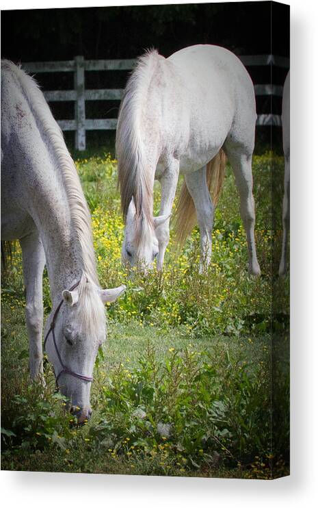 Horses Canvas Print featuring the photograph Gentle Grazing by Teresa Wells
