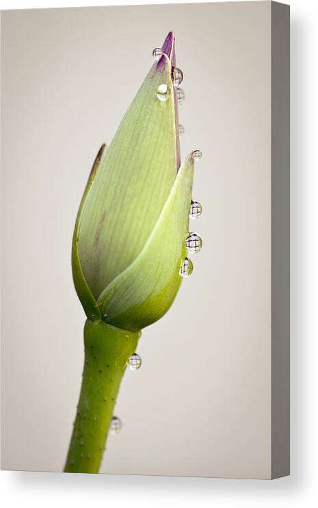 Lotus Canvas Print featuring the photograph Geometric Drops by Priya Ghose