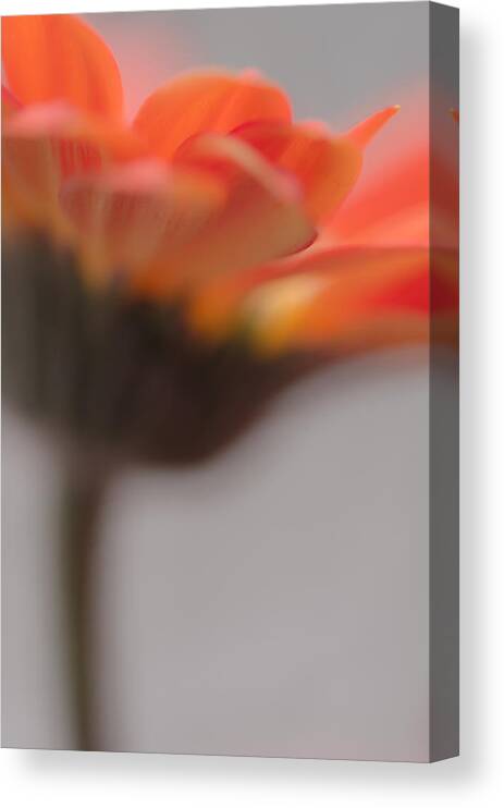 Gerbera Canvas Print featuring the photograph Gerbera Haze by Kelly McNamara