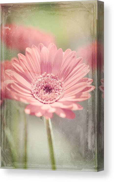 Daisy Canvas Print featuring the photograph Gerbera by Maria Heyens