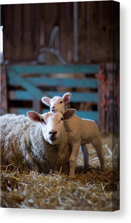 Grass Canvas Print featuring the photograph Germany, Sheep And Lamb Lying On Hay In by Westend61