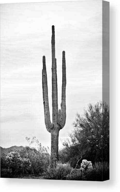 Saguaro Canvas Print featuring the photograph Giant Saguaro Sonoran Desert Portrait BW by James BO Insogna