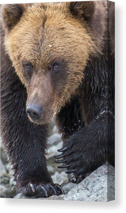 Bear Canvas Print featuring the photograph Glacier's Edge by Kevin Dietrich