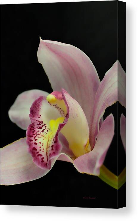 Orchid Canvas Print featuring the photograph Glamour Pose by Donna Blackhall