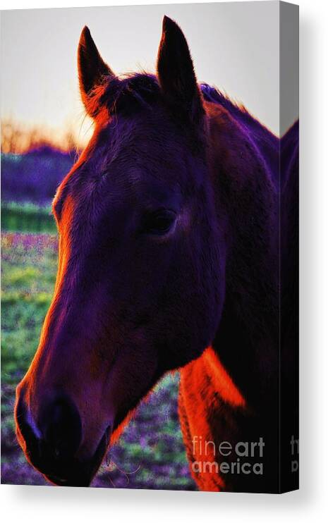 Horses Canvas Print featuring the photograph Glamour Shot by Robert McCubbin