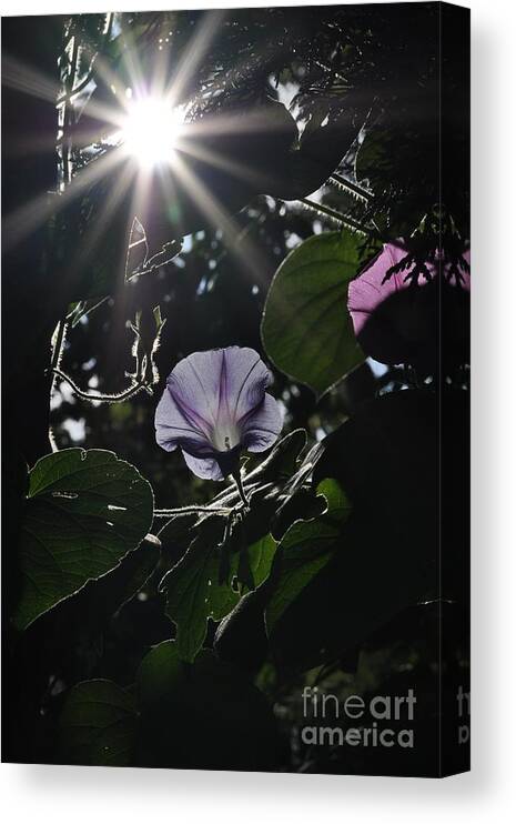 Morning Glory Canvas Print featuring the photograph Glorious by Cheryl Baxter
