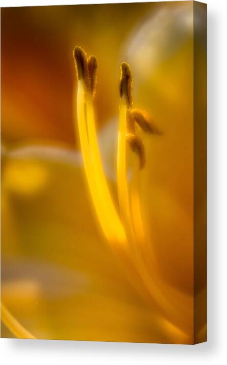 Flower Canvas Print featuring the photograph Glowing Stamen by Greg Nyquist