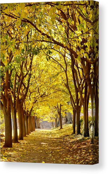 Beauty Canvas Print featuring the photograph Golden Canopy by KG Thienemann