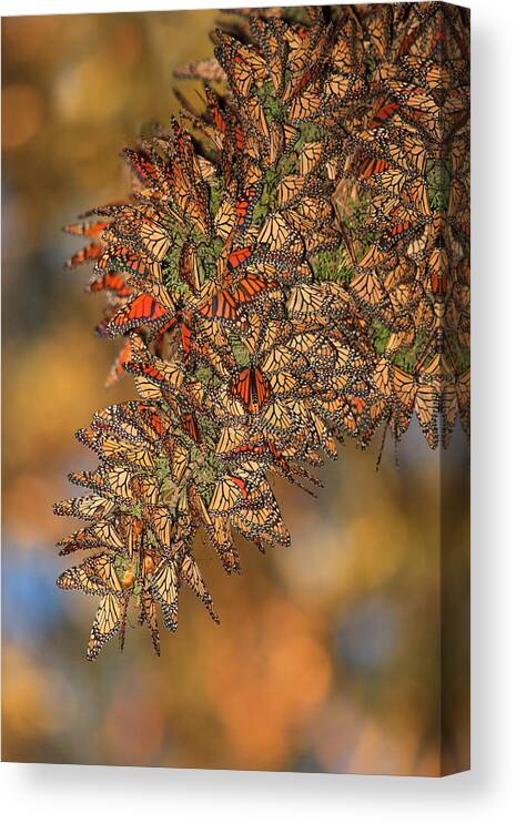 Bug Canvas Print featuring the photograph Golden Cluster by Beth Sargent