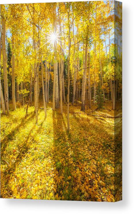 Aspens Canvas Print featuring the photograph Golden by Darren White