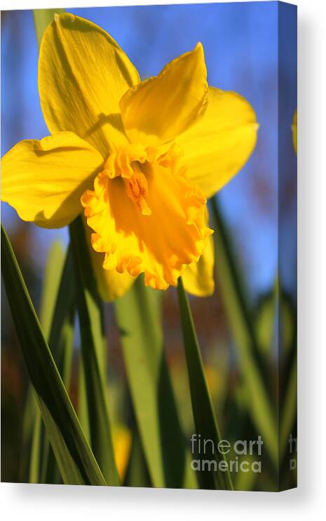 Daffodils Poem Canvas Print featuring the photograph Golden Glory Daffodil by Kathy White