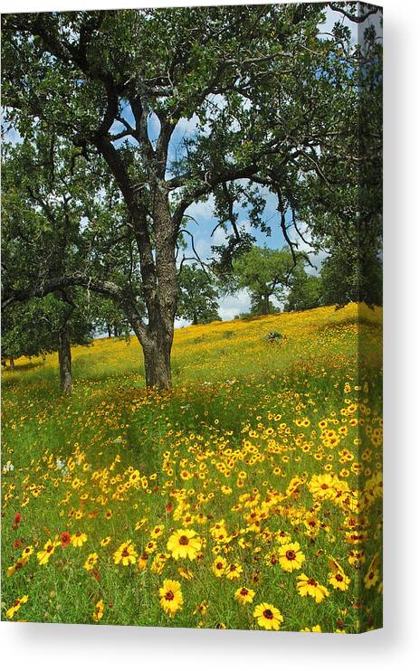 Wildflowers Canvas Print featuring the photograph Golden Hillside by Robert Anschutz