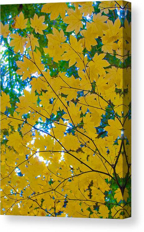 Golden Leaves Of Autumn Canvas Print featuring the photograph Golden Leaves of Autumn by Tikvah's Hope