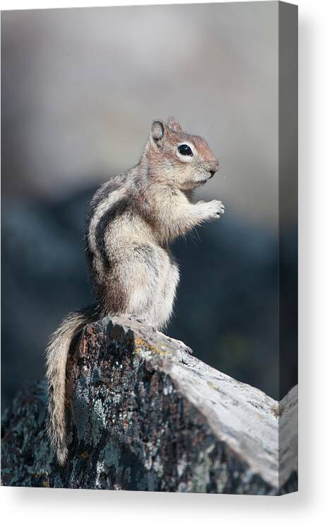 Golden-mantled Ground Squirrel Canvas Print featuring the photograph Golden-mantled Ground Squirrel by Ed Reschke