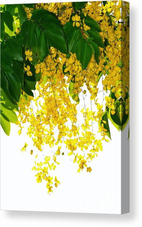 Golden Showers Flowers Canvas Print featuring the photograph Golden Showers Flowers by Darla Wood