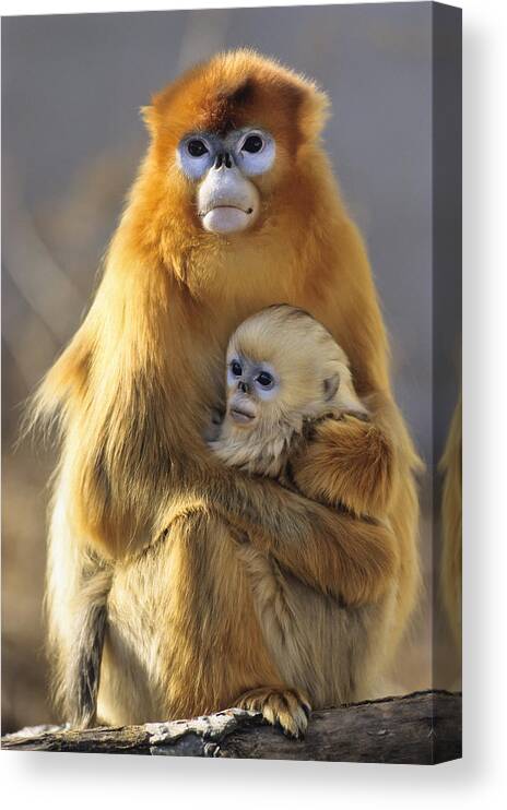 Feb0514 Canvas Print featuring the photograph Golden Snub-nosed Monkey And Baby China by Konrad Wothe