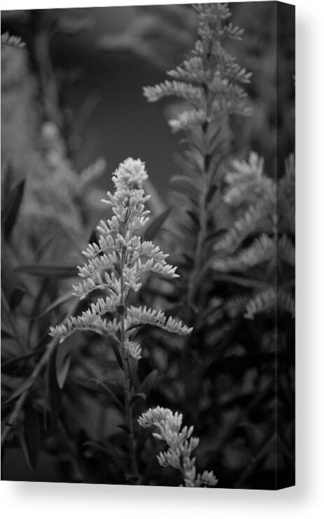 Goldenrod Bw Canvas Print featuring the photograph Goldenrod BW by Maria Urso