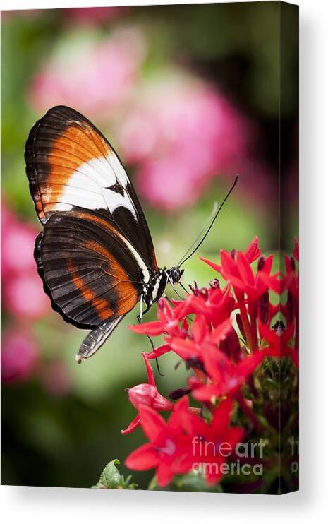 Butterfly Canvas Print featuring the photograph Grace by Patty Colabuono