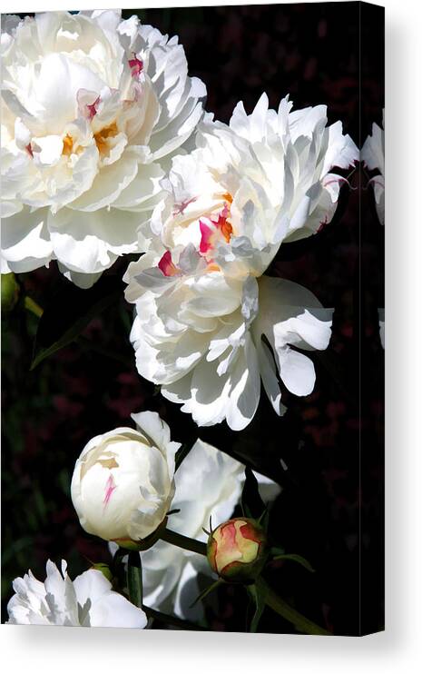 Flower Canvas Print featuring the photograph Graceful Peonies by Brian Davis