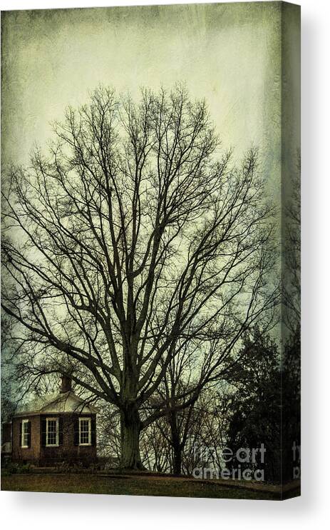 Grand Canvas Print featuring the photograph Grand Old Tree by Terry Rowe